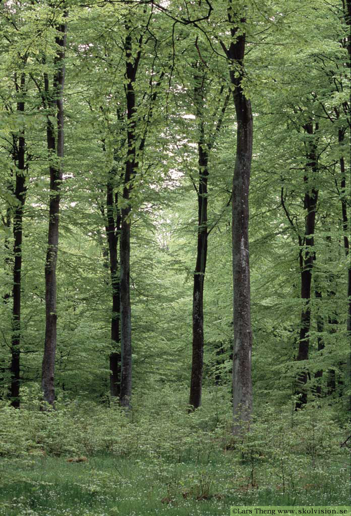 2 Bokskog södra lövskog