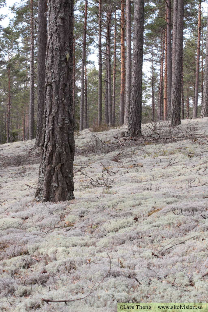 5 Tallskog södra barrskog