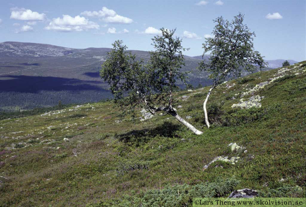 9 trädgräns