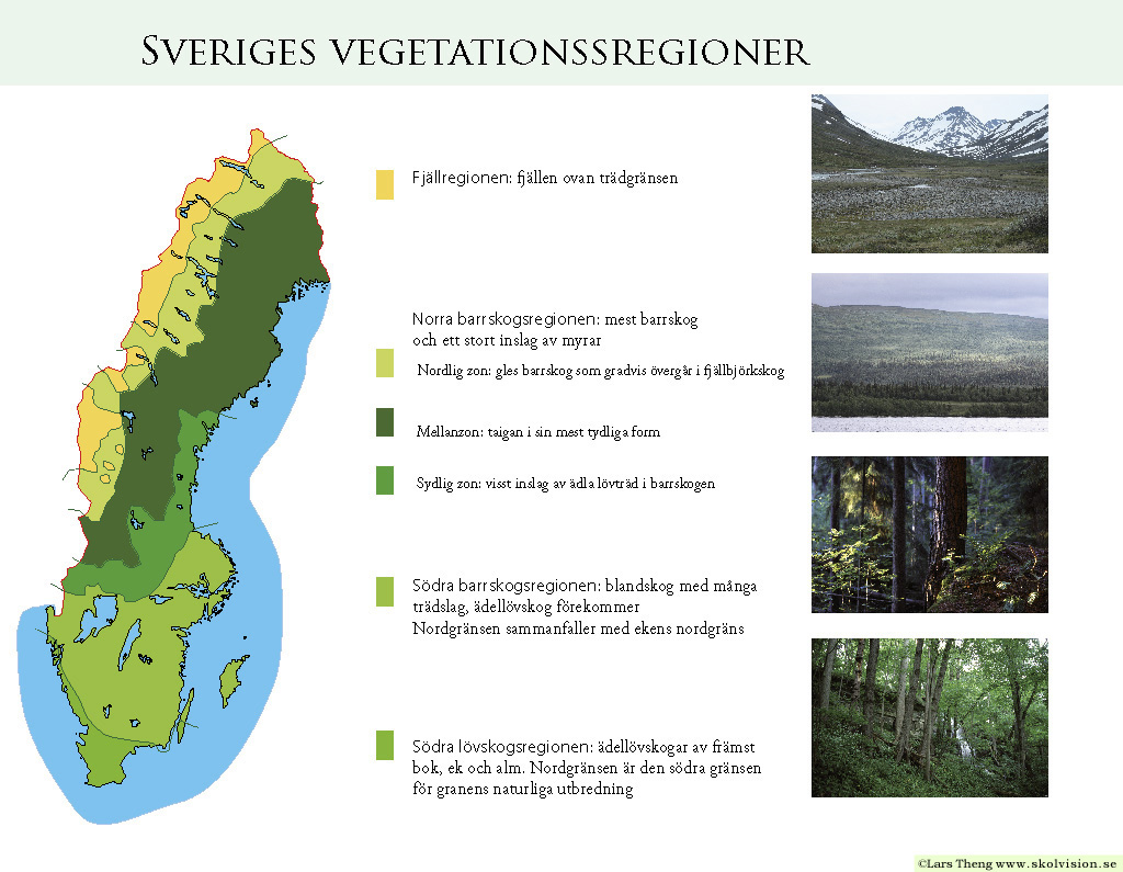1 Vegetationszoner