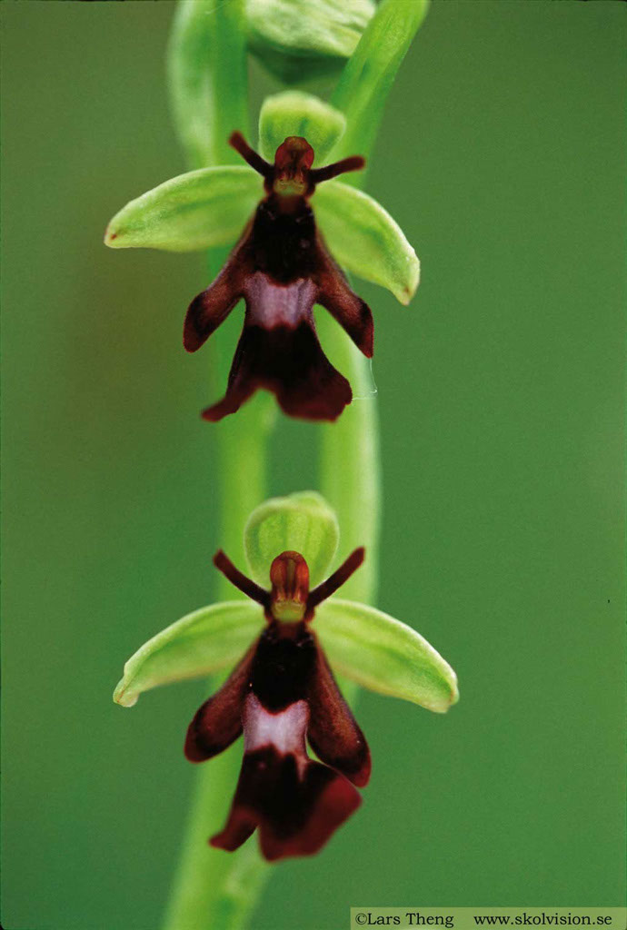 12-Ophrys-insectifera