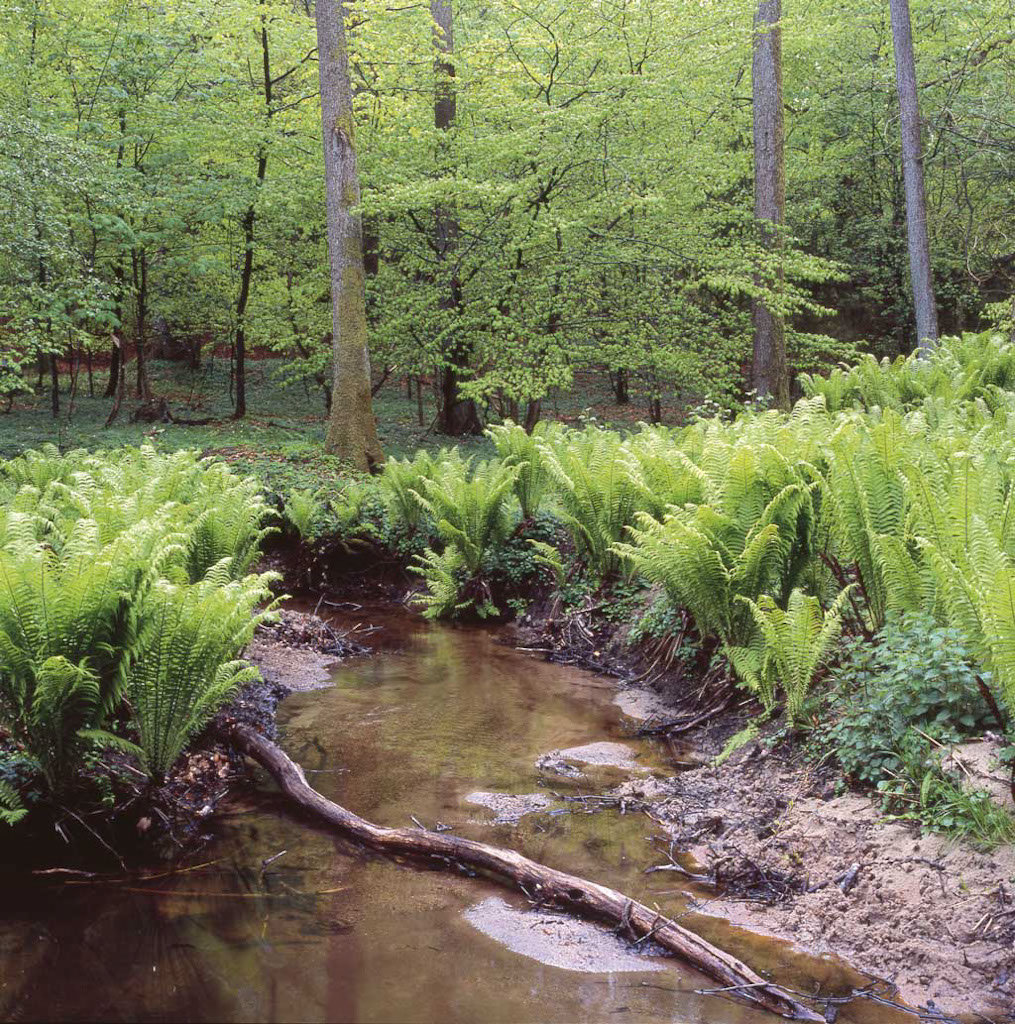 11-Lövskog
