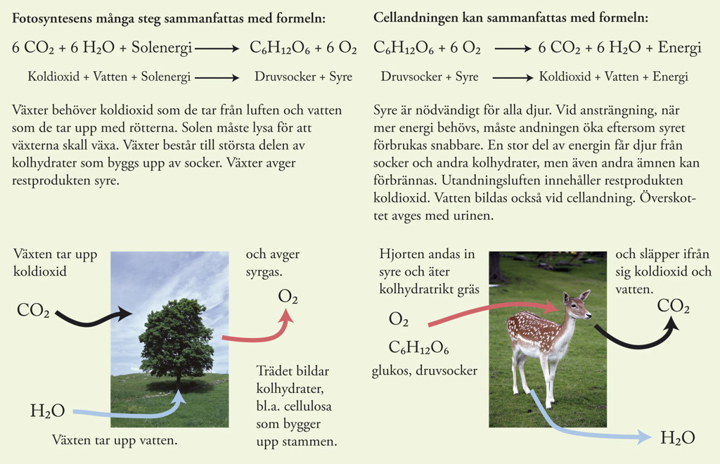 2 Fotosyntes Cellandning formel